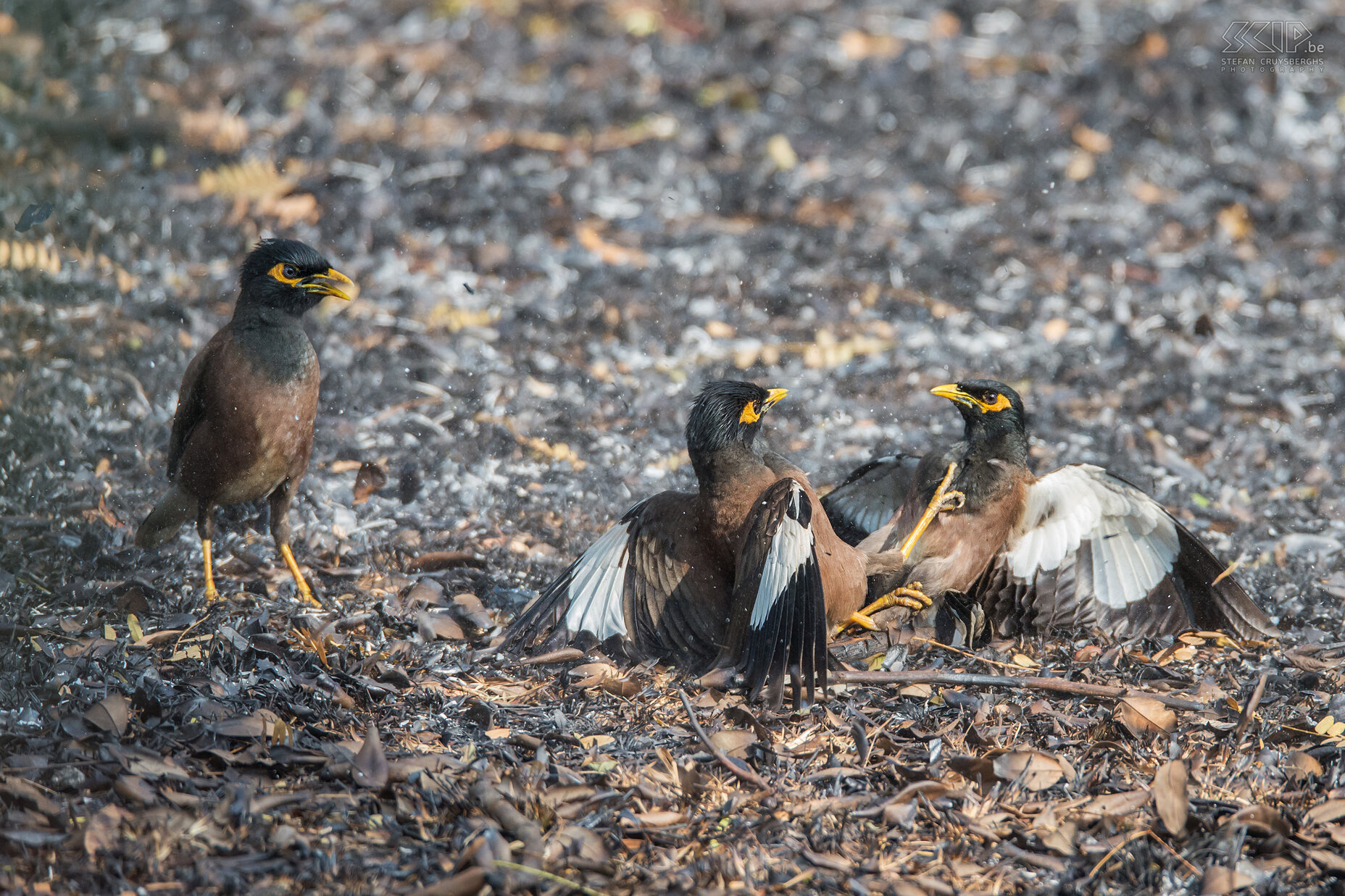 Kabini - Vechtende Jungle-mainas We kwamen ook een paar jungle-mainas (Jungle myna, Acridotheres fuscus) tegen die verwikkeld waren in een hevig gevecht. De derde vogel leek de 'scheidsrechter'. Stefan Cruysberghs